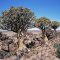 เมล็ด Aloe dichotoma  (Tree Aloe)